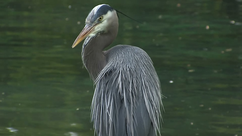 Great Blue Heron (Ardea herodias) 1
